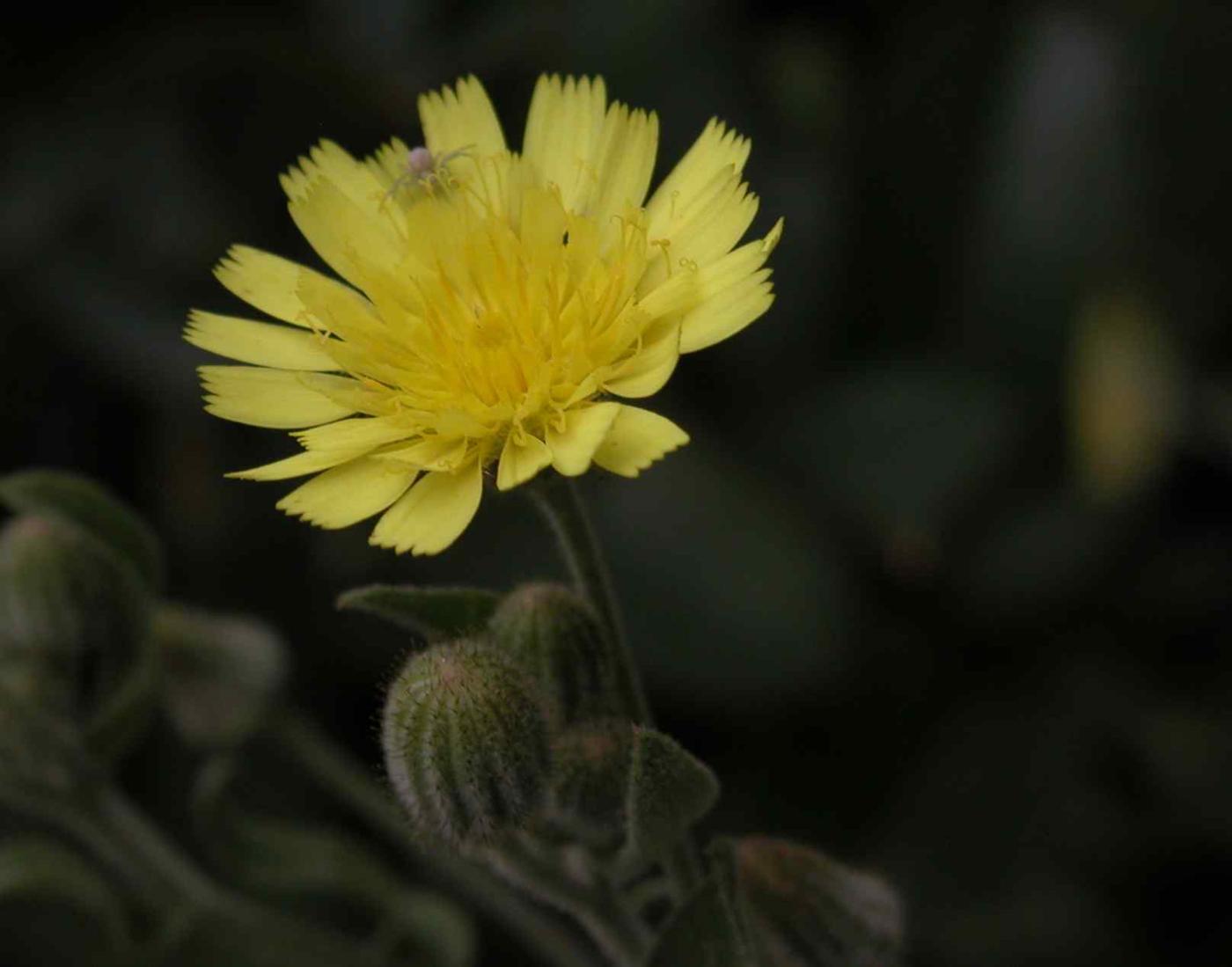 Andryala, Common flower